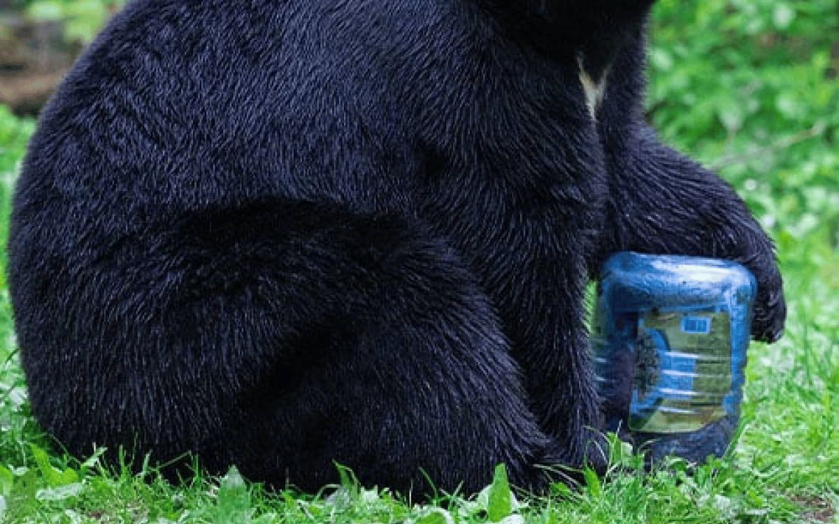 Best Bear Canisters For Backpacking